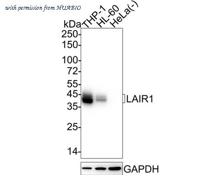 HUABIO HA601329 image 1