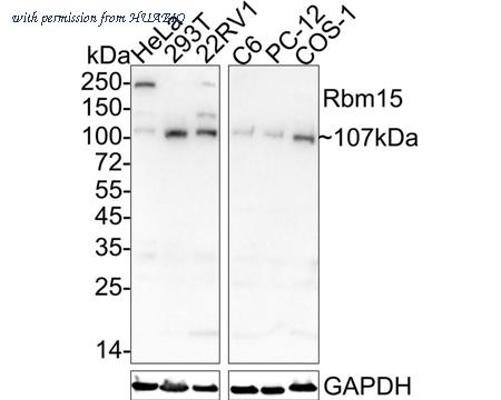 HUABIO HA601347 image 1