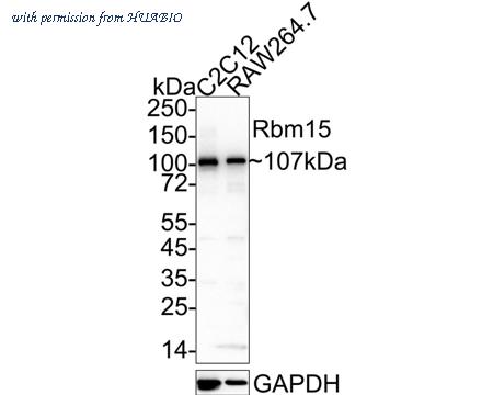 HUABIO HA601347 image 2