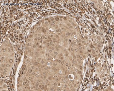 HUABIO HA601347 image 3