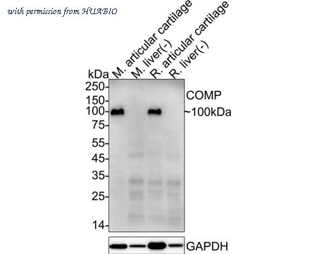 HUABIO HA601354 image 1