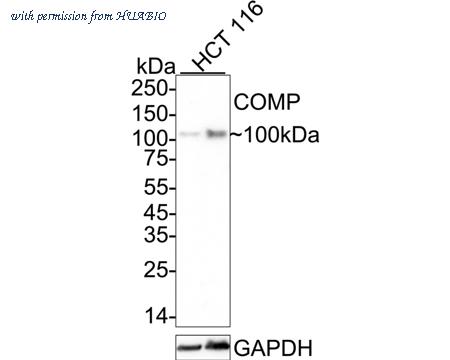 HUABIO HA601354 image 2