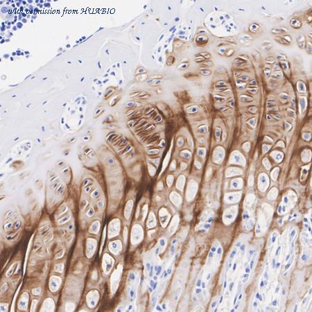 HUABIO HA601354 image 3