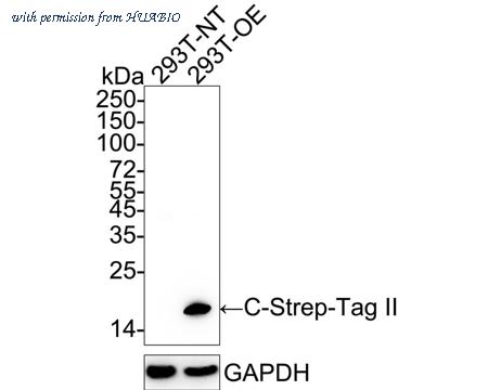 HUABIO HA601375 image 1