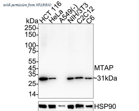 HUABIO HA601445 image 1