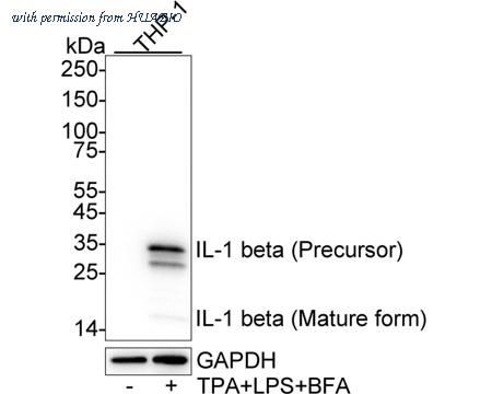 HUABIO HA610004 image 1
