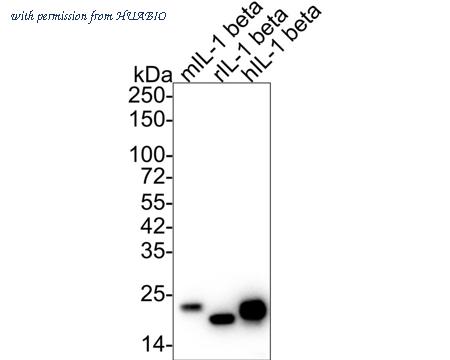 HUABIO HA610004 image 2