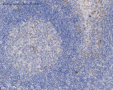 HUABIO HA610004 image 3