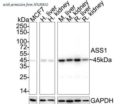HUABIO HA610025 image 1