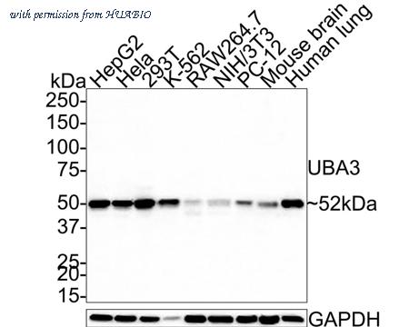 HUABIO HA610041 image 1