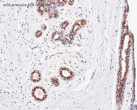 HUABIO HA610041 image 2