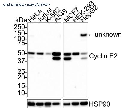 HUABIO HA610048 image 1