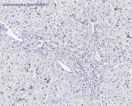 HUABIO HA610052 image 3