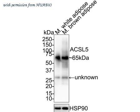HUABIO HA610053 image 2