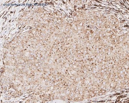 HUABIO HA610068 image 2