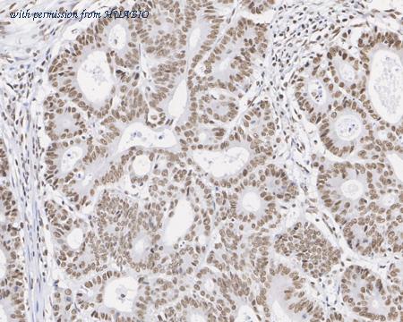 HUABIO HA610075 image 3