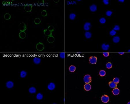 HUABIO HA610077 image 2