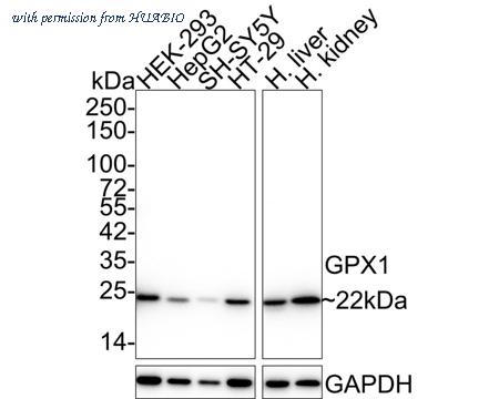 HUABIO HA610078 image 1