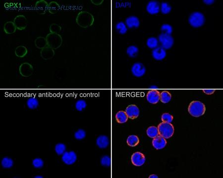 HUABIO HA610078 image 2