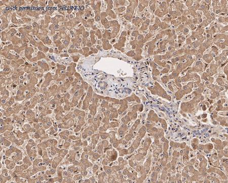 HUABIO HA610078 image 3