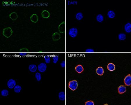 HUABIO HA610084 image 2