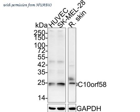 HUABIO HA610088 image 1