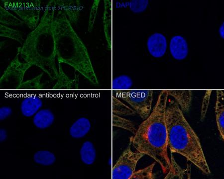 HUABIO HA610088 image 2