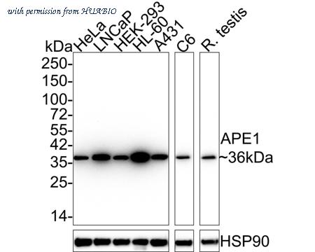 HUABIO HA610089 image 1
