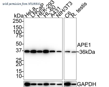 HUABIO HA610090 image 1