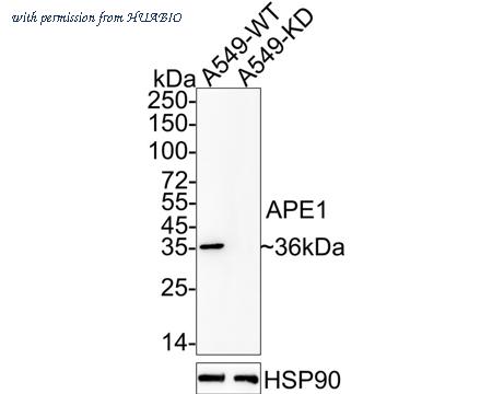 HUABIO HA610090 image 2