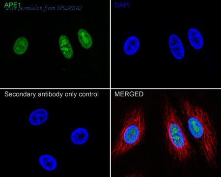 HUABIO HA610090 image 3