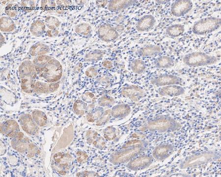 HUABIO HA610091 image 2