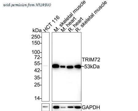 HUABIO HA610103 image 1