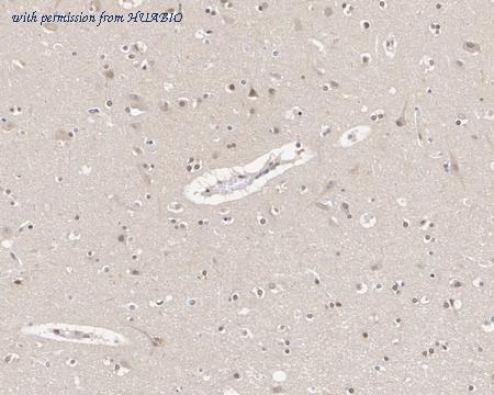 HUABIO HA610109 image 2