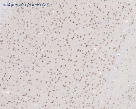 HUABIO HA610109 image 3