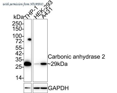 HUABIO HA610116 image 1