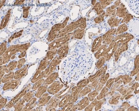 HUABIO HA610119 image 2