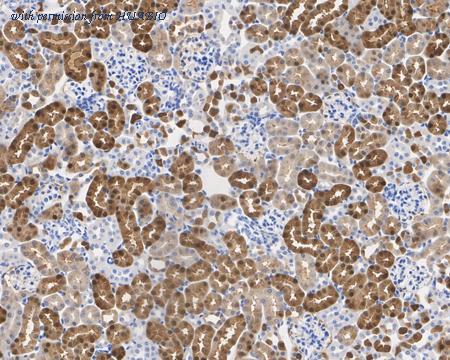 HUABIO HA610119 image 3