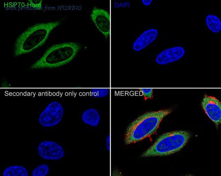 HUABIO HA610120 image 2