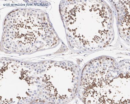 HUABIO HA610120 image 3