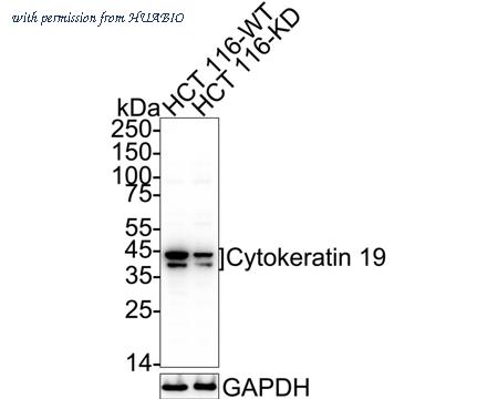 HUABIO HA610133 image 2