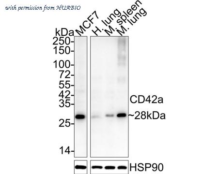 HUABIO HA610137 image 1