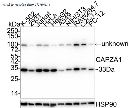 HUABIO HA610155 image 1