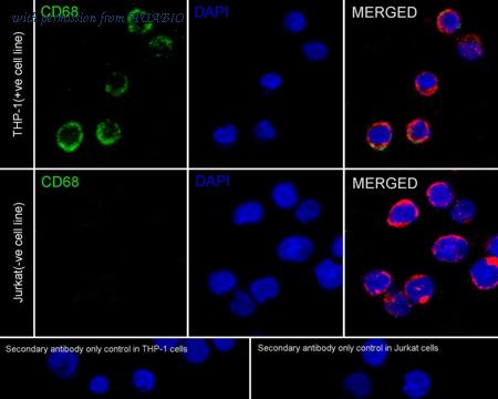 HUABIO HA610165 image 2