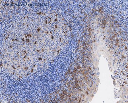 HUABIO HA610165 image 3