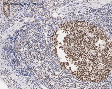 HUABIO HA610179 image 3