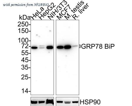 HUABIO HA610190 image 1