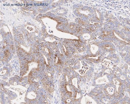 HUABIO HA610191 image 2