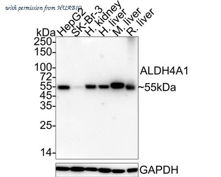 HUABIO HA610192 image 1