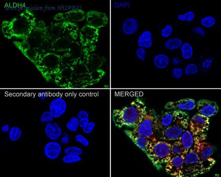 HUABIO HA610192 image 2